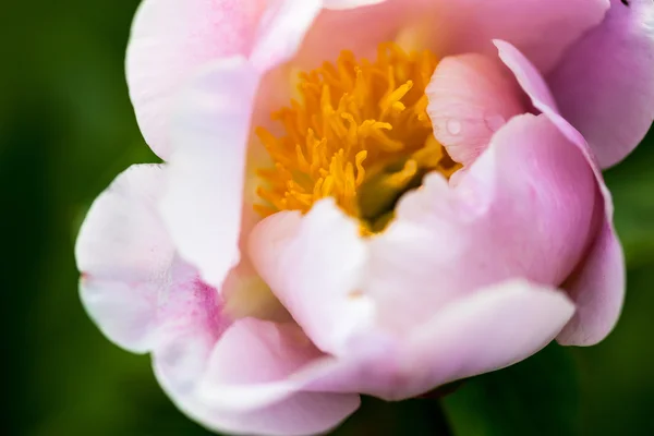 Pale pink peony flower — Stock Photo, Image