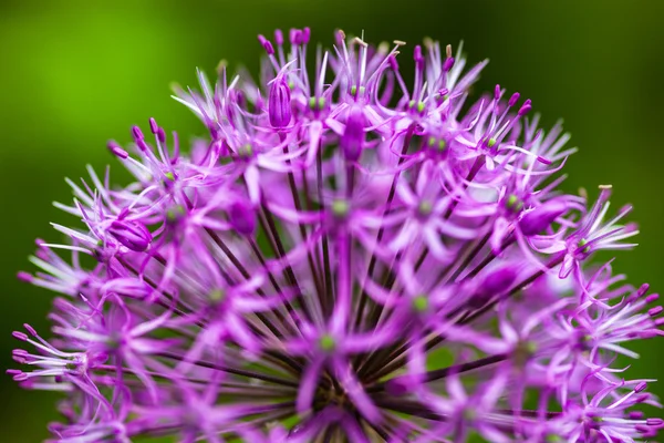 Cebola ornamental florescente (Allium) — Fotografia de Stock