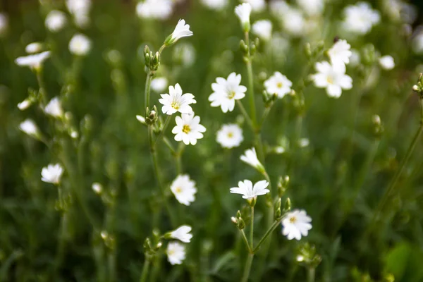 White flowers of Stellaria (stitchwort or chickweed) — Stock Photo, Image