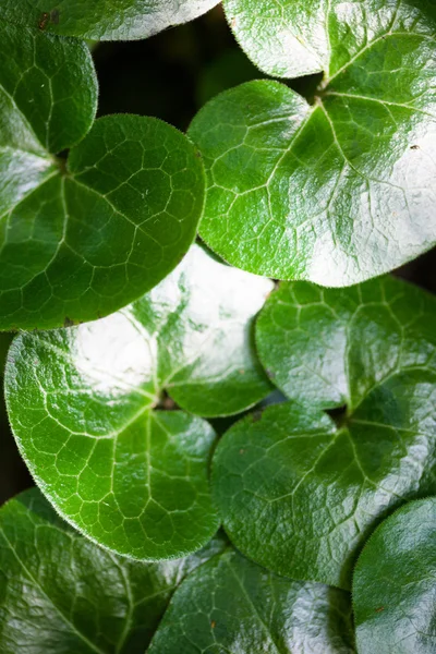 Shiny green leaves of asarabacca (Asarum europaeum) — Stock Photo, Image