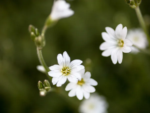 Białe kwiaty Stellaria (szkarłupnica lub ciecierzyca) — Zdjęcie stockowe