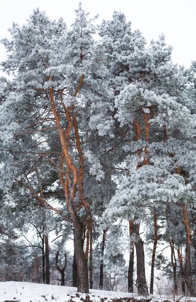 Hoarfrost ile kaplı çam ağaçları — Stok fotoğraf