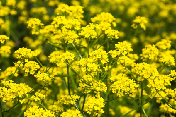 Flores amarillas de colza (Brassica napus) — Foto de Stock