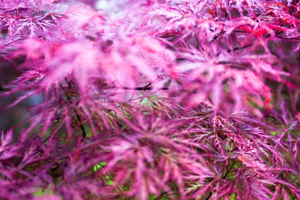 Pink leaves of the Japanese maple (Acer palmatum) — Stock Photo, Image