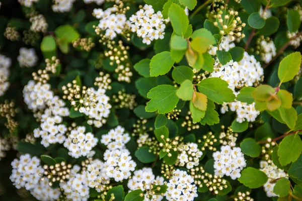 Krzew kwitnący Spiraea — Zdjęcie stockowe