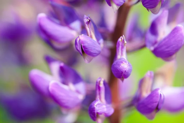 Flores de altramuz (Lupinus) —  Fotos de Stock