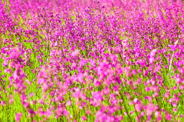 Blühende klebrige Fliegen (Silene viscaria)) — Stockfoto