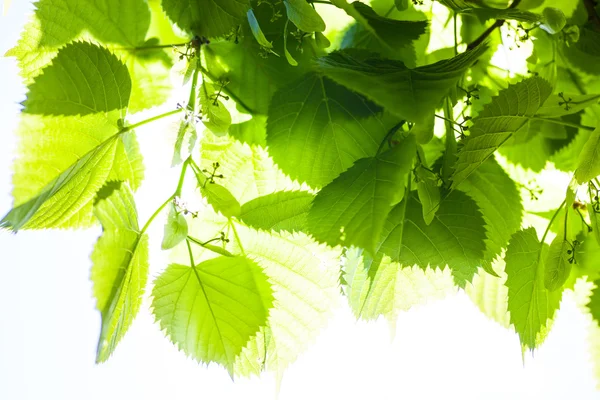 Зелене листя вапняного дерева на сонці — стокове фото