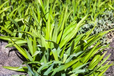 Gri taşın yanında yemyeşil bir bahar bitkisi
