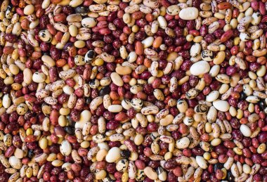 Fasulye farklı renkler ve türler