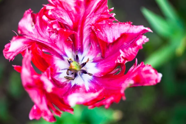 Nahaufnahme der blühenden rosa Tulpenblume — Stockfoto
