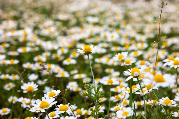 Çiçek açan chamomiles — Stok fotoğraf