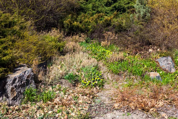 Het pad in de tuin in het vroege voorjaar — Stockfoto