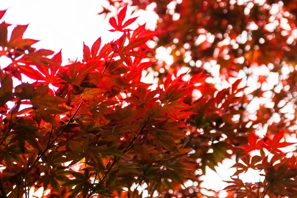 Folhas cor de rosa do bordo japonês (Acer palmatum) — Fotografia de Stock