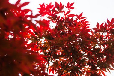 Japon akçaağacının pembe yaprakları (Acer palmatum)
