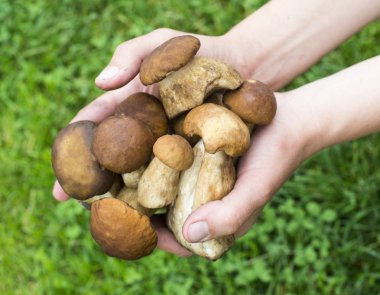 Porcini mantar avuç 