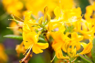 Rhododendron yellow flowers