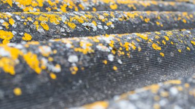 Eski dalgalı çatı kayrak liken ile kaplı