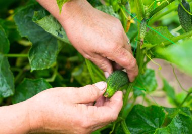 Olgun salatalık toplama eller