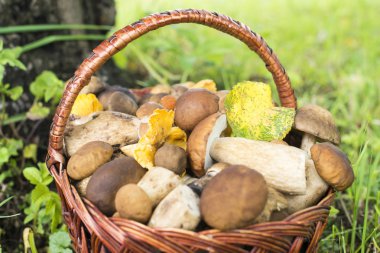 Porcini ve chanterelles hasır sepet