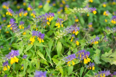 Ahşap inek buğday çiçekler