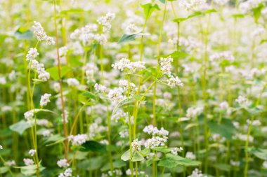 Çiçek açan karabuğday tarlası