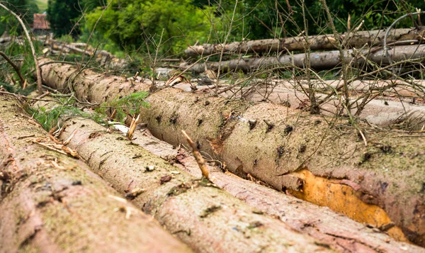 Cosecha de madera. Montón de troncos de abeto cortados — Foto de Stock