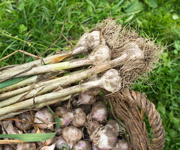 Ajo fresco en la canasta de mimbre — Foto de Stock