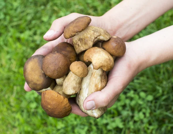 Um punhado de cogumelos porcini — Fotografia de Stock