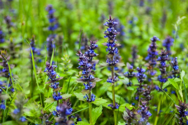 Blommande blå bugleweeds — Stockfoto