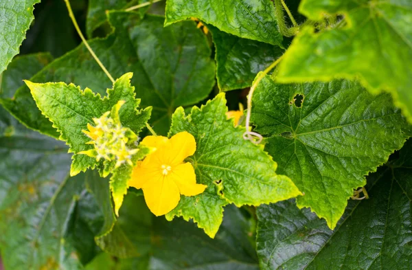 Salatalık sarı çiçek ve yeşil yaprakları