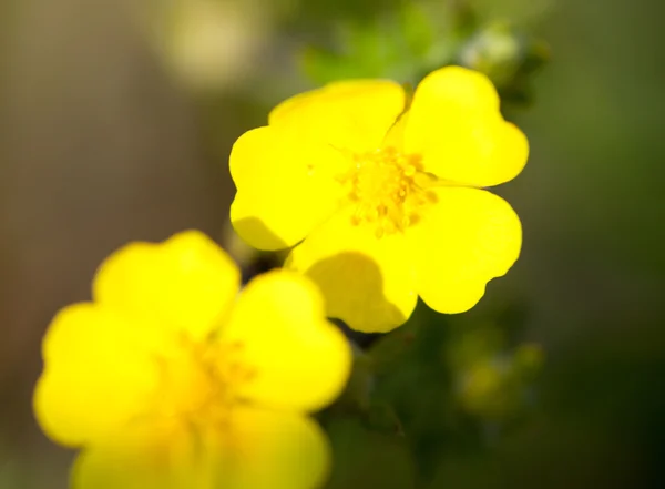 노란 버터 컵 꽃 — 스톡 사진