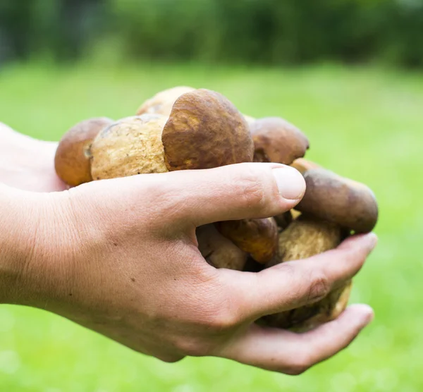 Un puñado de hongos porcini — Foto de Stock