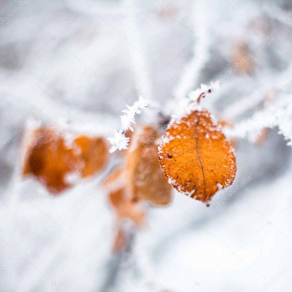 Yellow leaves covered with hoarfrost