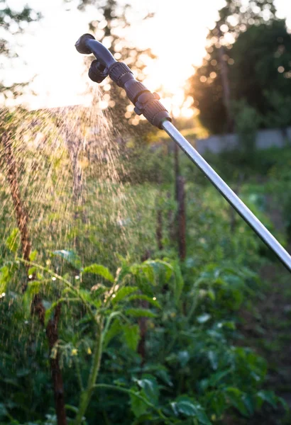 A kerti permetező vizet permetez a fiatal paradicsomokra — Stock Fotó