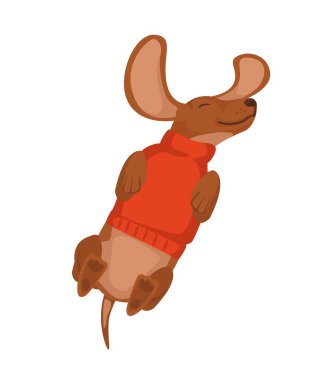 Mutlu dachshund köpeği süveter içinde sırt üstü yatıyor. Festival dekorasyonu için sevimli karakterler. İzole Karakter