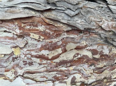 Yakın katmanlı çam kabuğu dokusu, doğal çatlaklar ve toprak tonlarıyla. Özgeçmiş, ambalaj, doğa temaları, eko tasarımı, organik ürünler ve yüzey modelleri için ideal.