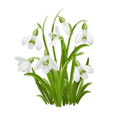 Gerçekçi kar damlası çiçek kümesi ışık arka planında izole edilmiş. Yeşil saplı narin beyaz çiçekler ilkbaharın ilk zamanlarını ve doğal tazeliği simgeler..
