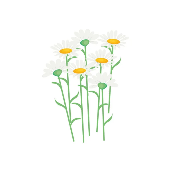 Belles fleurs de marguerite, design coloré — Image vectorielle