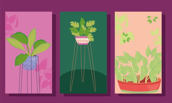 Drie planten in potten in etiketten vector ontwerp — Stockvector