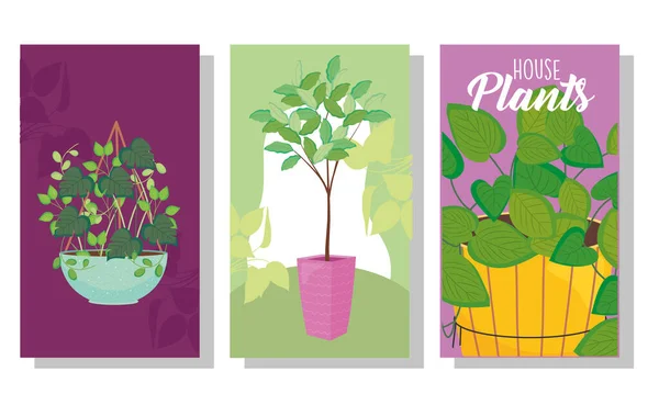 Plants inside pots in cards vector design — Stockový vektor