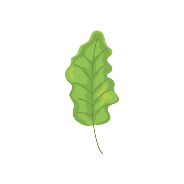 Icono de hoja de roble, diseño colorido — Vector de stock