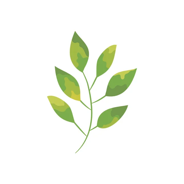 Icono de hojas de acacia, diseño colorido — Archivo Imágenes Vectoriales