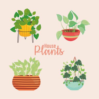 Renkli bir bitki saksısı seti üzerinde ev bitkileri, renkli tasarım