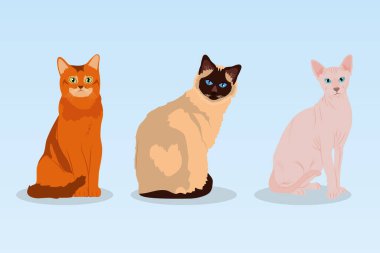 çizgi film sfenks kedi ve kediler, renkli tasarım
