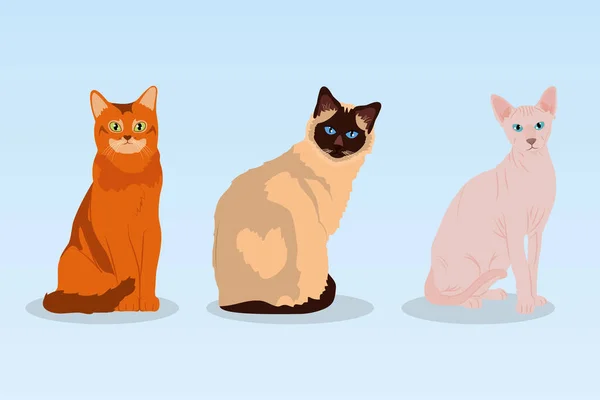 Desenho animado sphynx gato e gatos, design colorido — Vetor de Stock