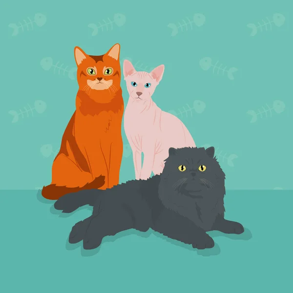 Belo design de gatos de desenhos animados, design colorido — Vetor de Stock