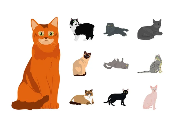 Conjunto de ícones de desenhos animados gatos, design colorido — Vetor de Stock