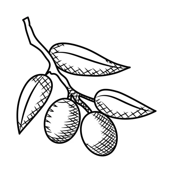 オリーブの枝アイコン、手描きスタイル — ストックベクタ