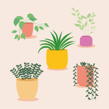 Renkli saksılarda dekoratif bitkiler, renkli tasarım.